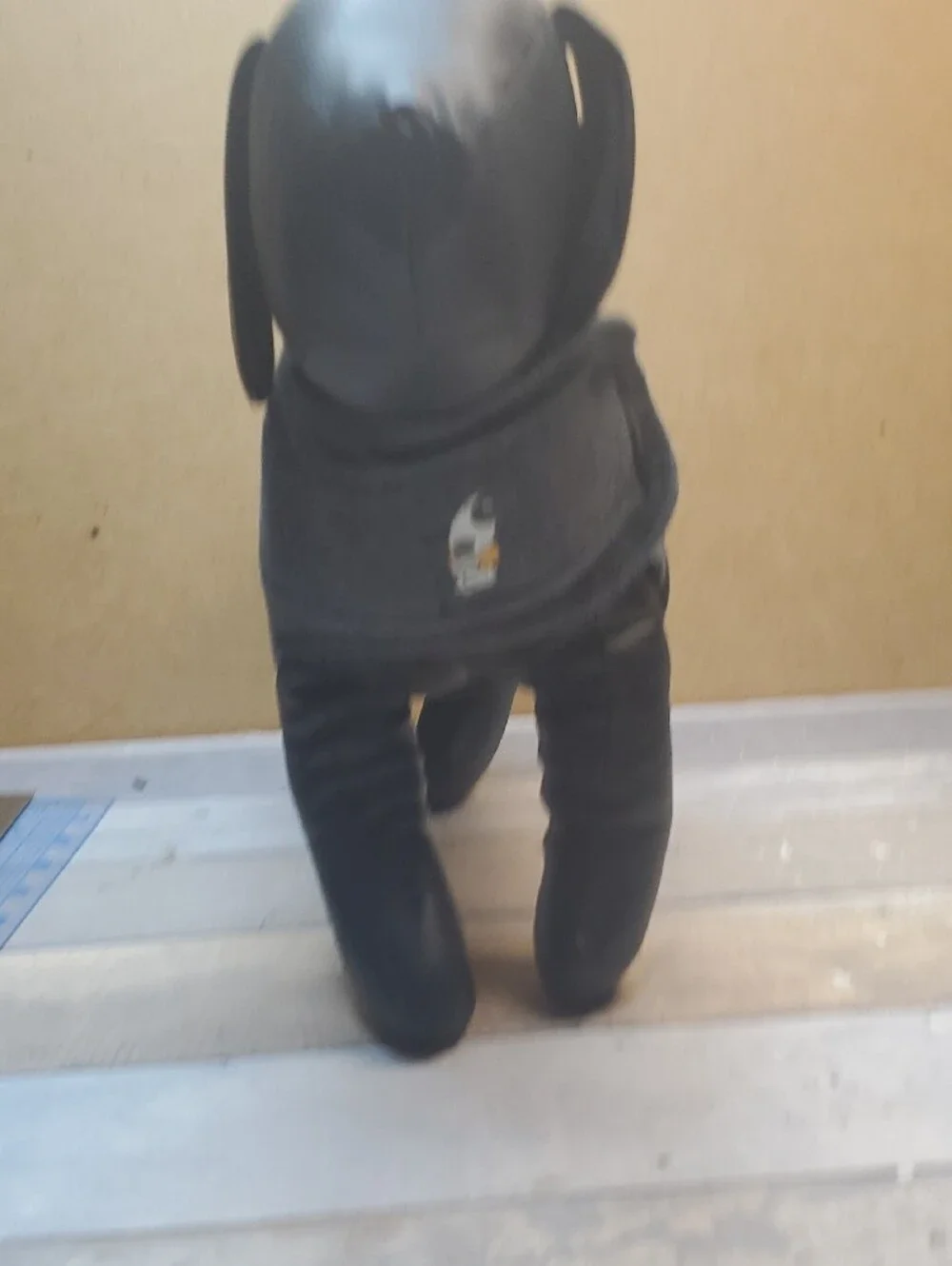 Thundershirt dogs anxiety
